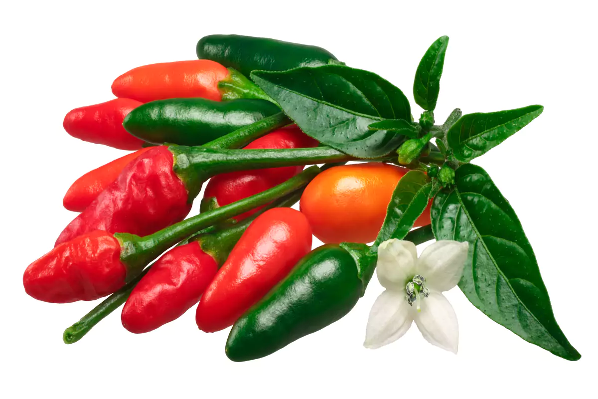 Featured image for “Pequin Pepper Spotlight: Heat, History, and How To Cook With It”