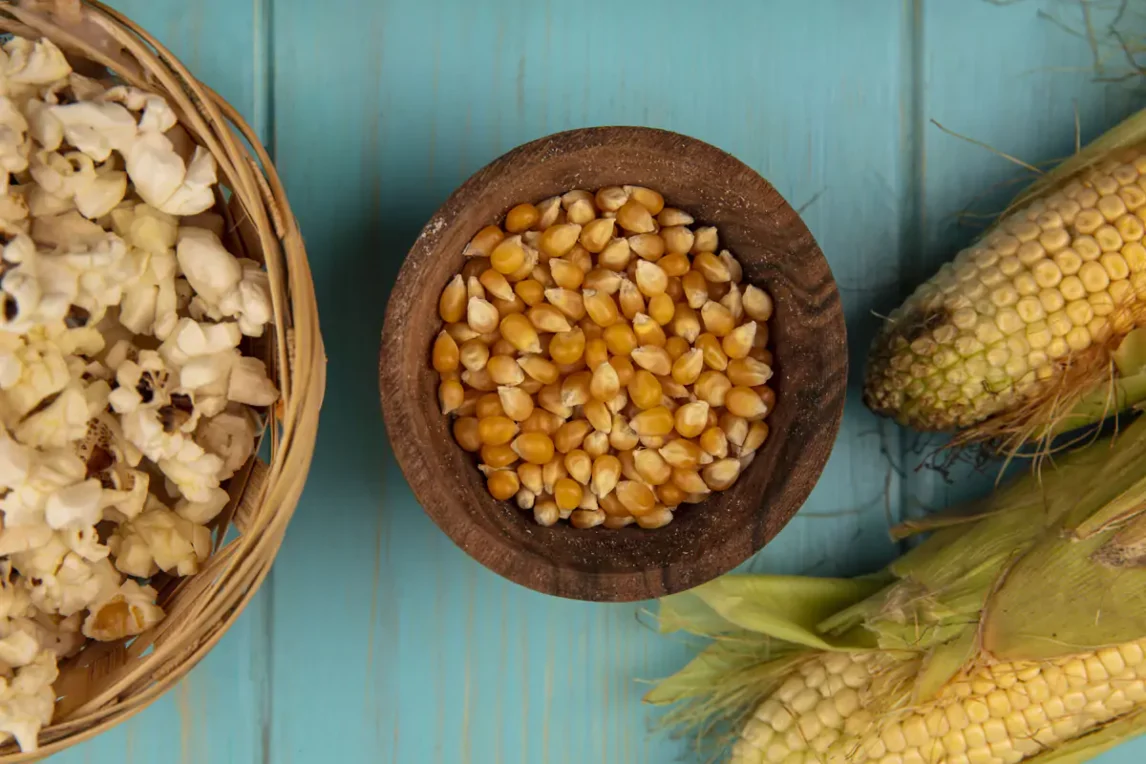Close-up of dried corn kernels, fresh corn on the cob, and popped corn on a blue wooden table.